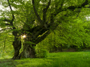 Europe, Germany, Hesse, Lahn-Dill-Bergland Nature Park, the old linden tree of Bermoll (natural monument, 400 years old) Europe, Germany, Hesse, Lahn-Dill-Bergland Nature Park, the old linden tree of Bermoll (natural monument, 400 years old)